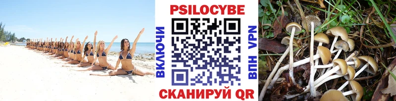 Псилоцибиновые грибы Psilocybine cubensis Западная Двина